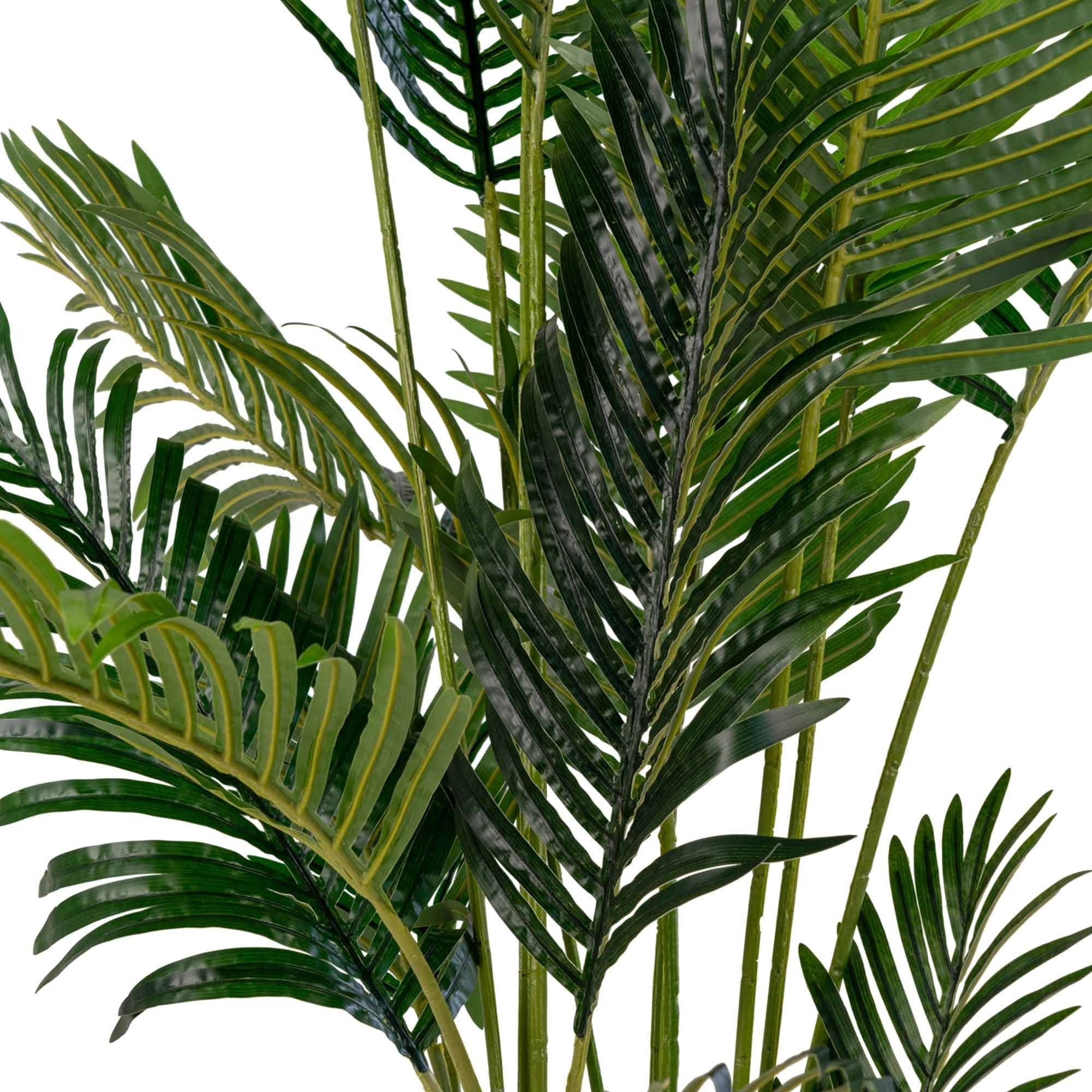 Areca palm  Pochon