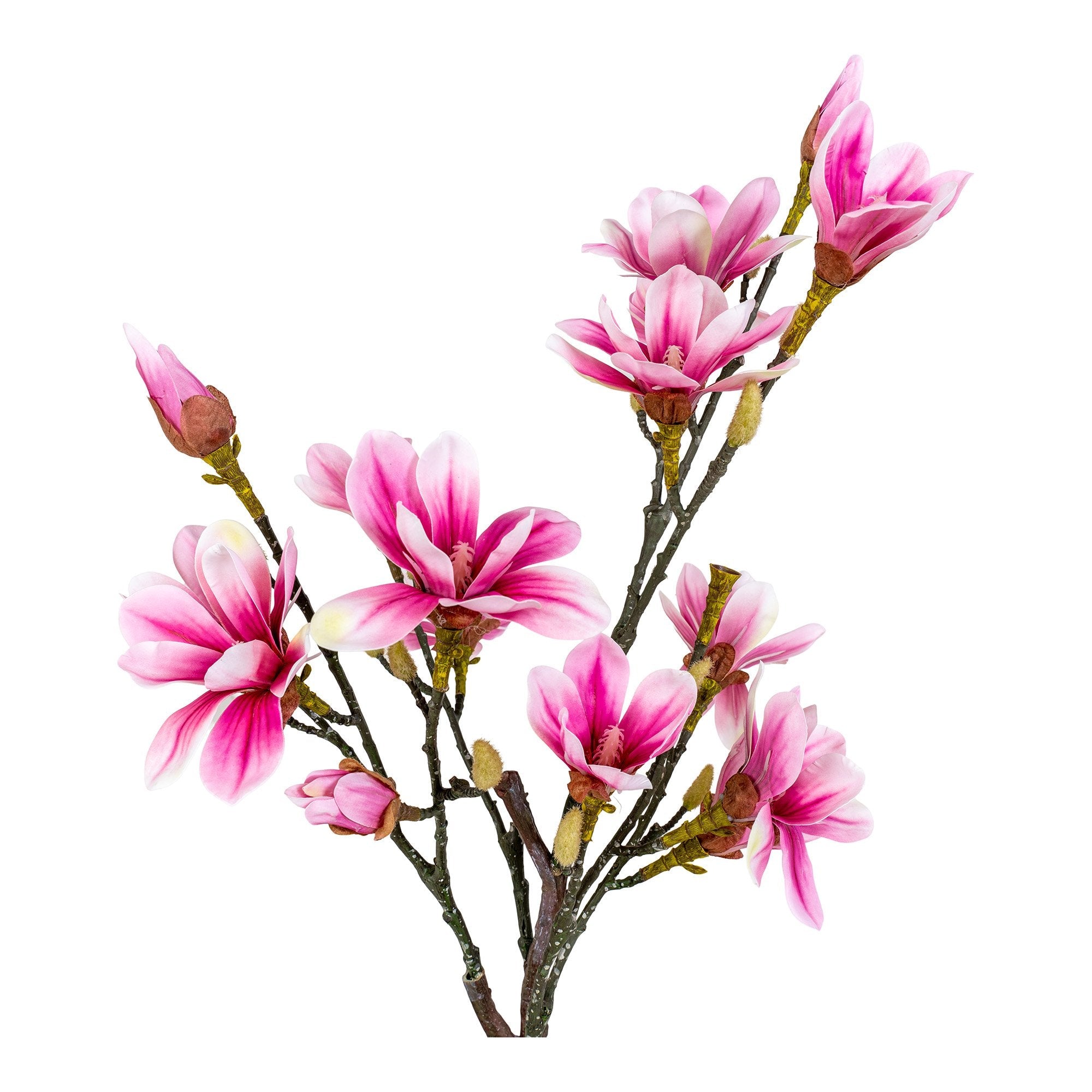 Magnoliaboom  Pochon